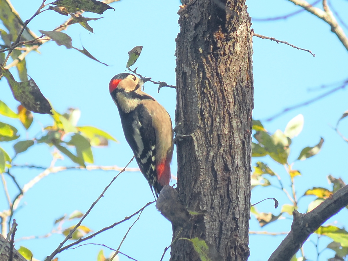 wb_wings's tweet photo. 赤啄木鳥
#アカゲラ #GreatSpottedWoodpecker 
#wildbird #birdwatching #flyingbird #birdphotography 
#野鳥 #野鳥写真 #野木町 https://t.co/P1EspkRs4A