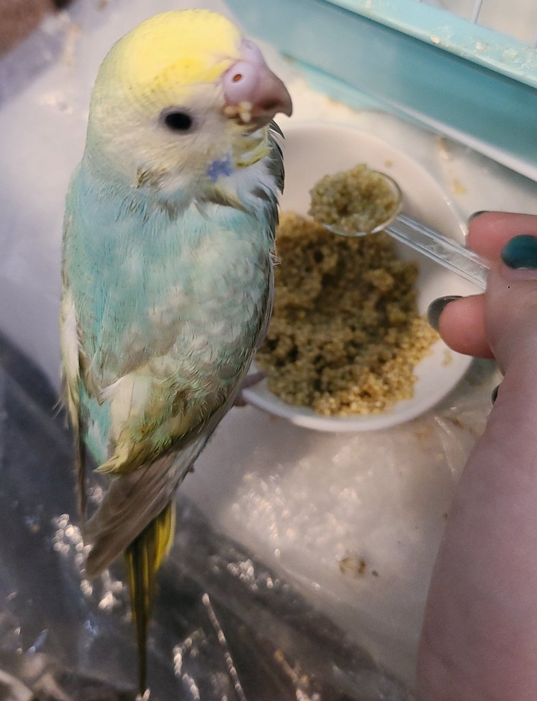 🌈🕊️新しい家族が増えました🥰🤍マリンは私の愛と希望の癒しの力の