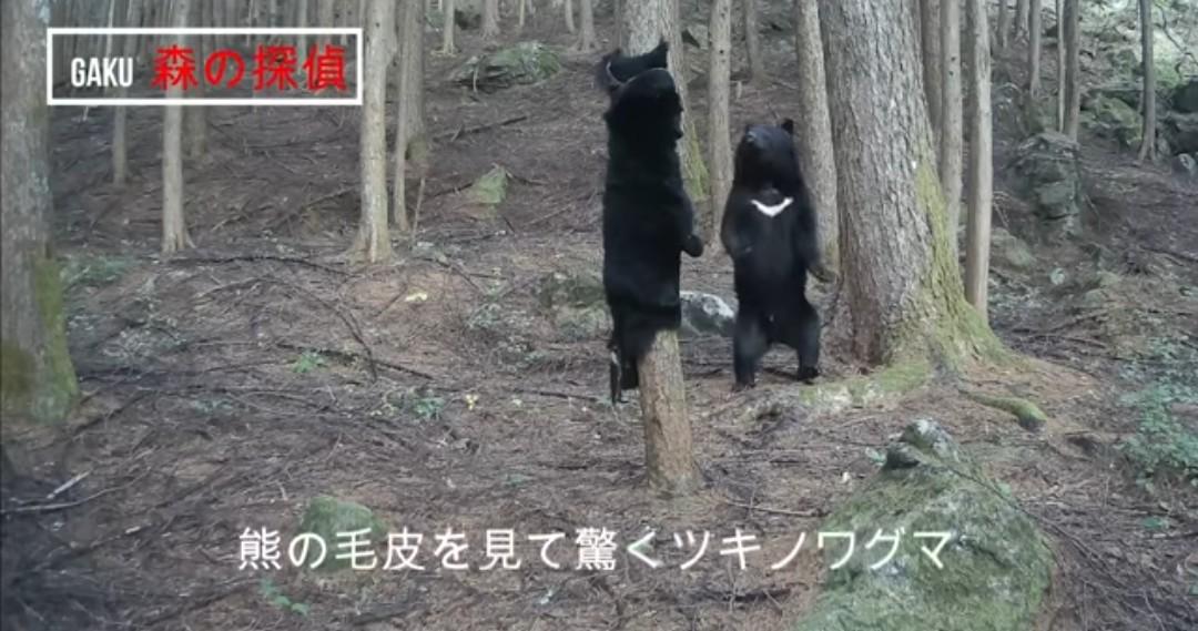 aizu_tsurugajo's tweet image. 徹底的に駆除するべし！