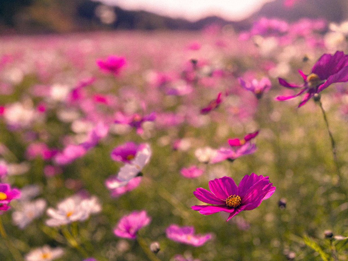 _oimosan37's tweet photo. #コスモス  #花  #iphone写真  #cosmos  #Japan https://t.co/puJG2NQgdK