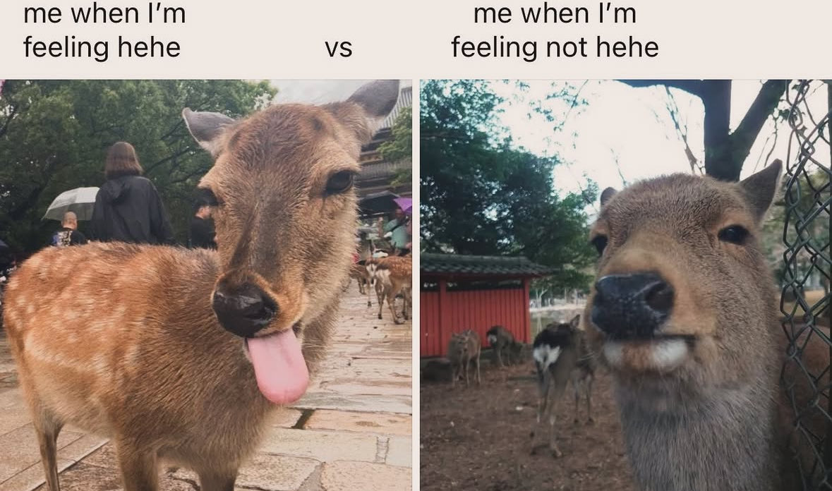 CocchiDeer's tweet photo. https://t.co/9LJmW2z7cc