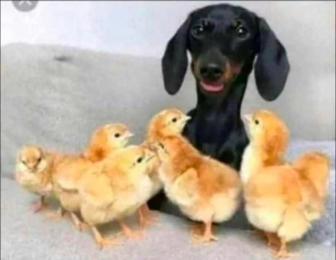 Unenge uri imbwa hako but uchingodiwa nevakadzi😂😂