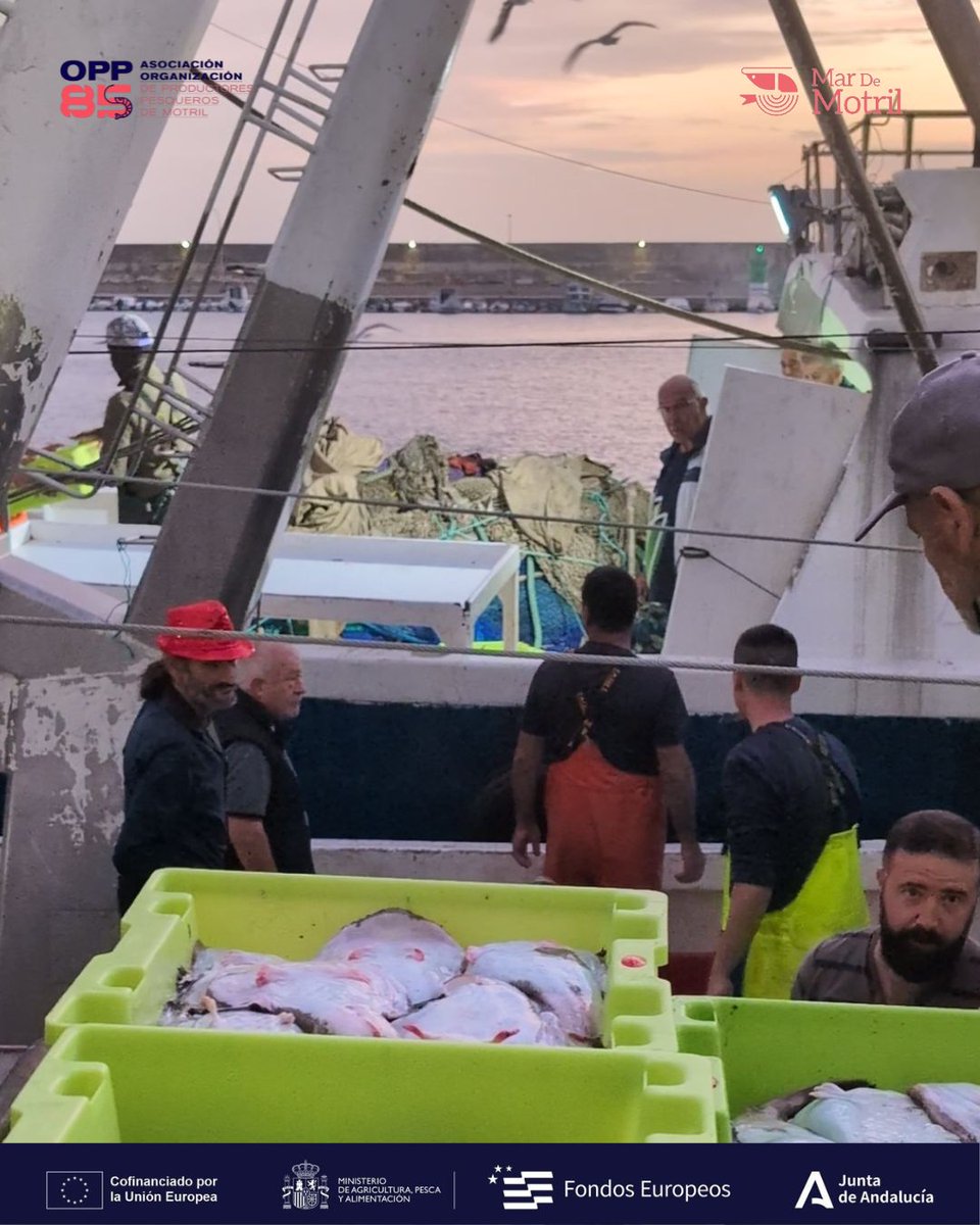 🐟 Del mar a tu mesa.

🔹 Puedes recibirlo fresco o congelado en porciones, según tus necesidades.
🔹 El envío se realiza en cajas de corcho con hielo, preservando su frescura.

🤳🏽 624 161 260
Medida 7/7.3.a.5 Plan de Producción y Comercialización de la campaña 2025 de la OPP85