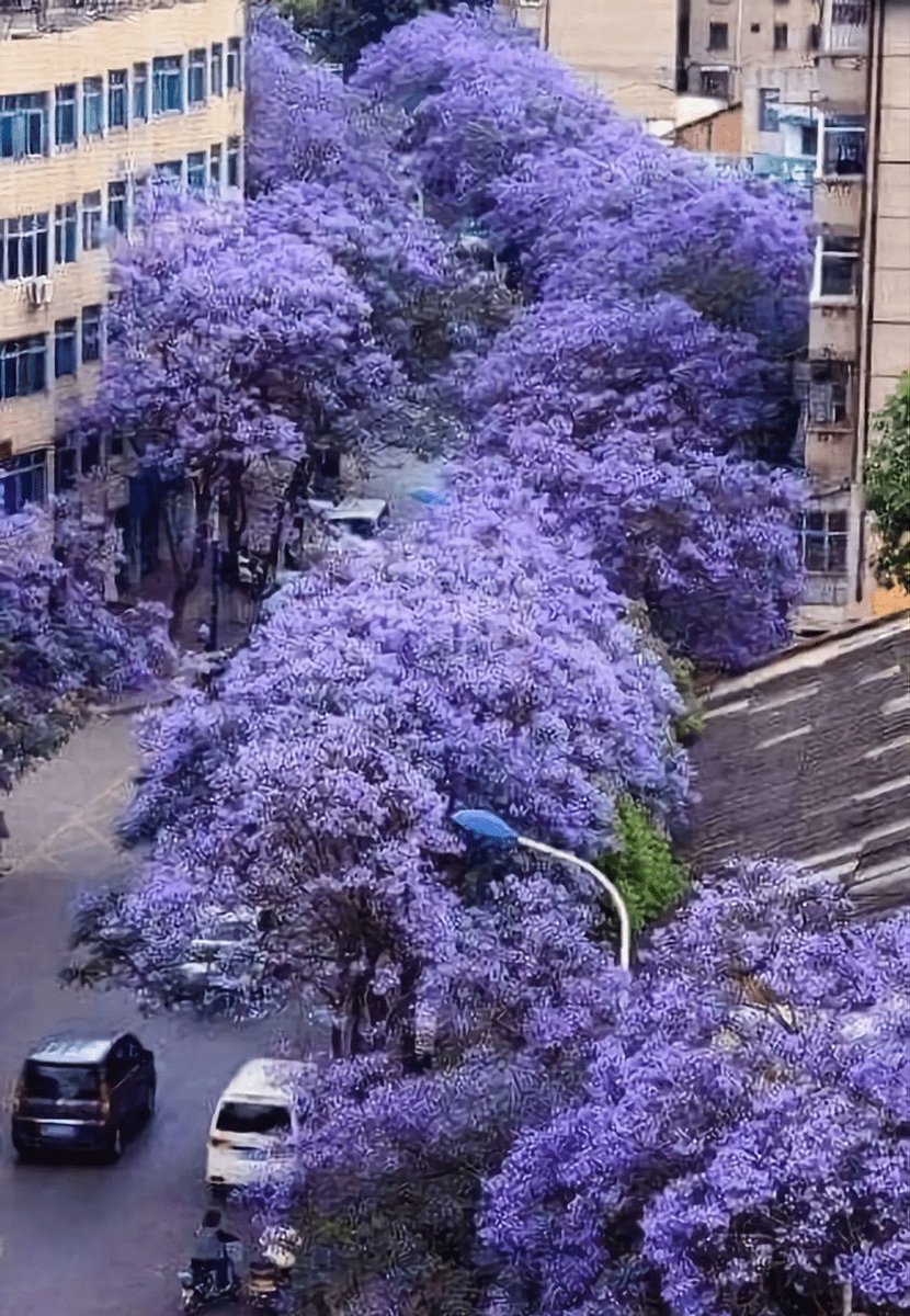 Los jacarandas presumiendo en uno  de los lugares más bellos del mundo , Buenos Aires… Argentina.