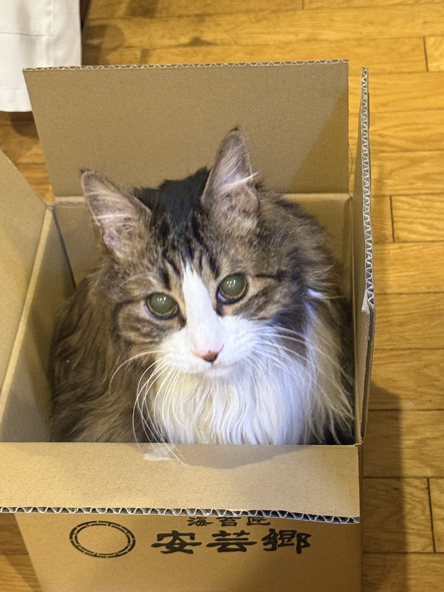 Post by 猫野 和錆 on X: 猫ちゃんお届け