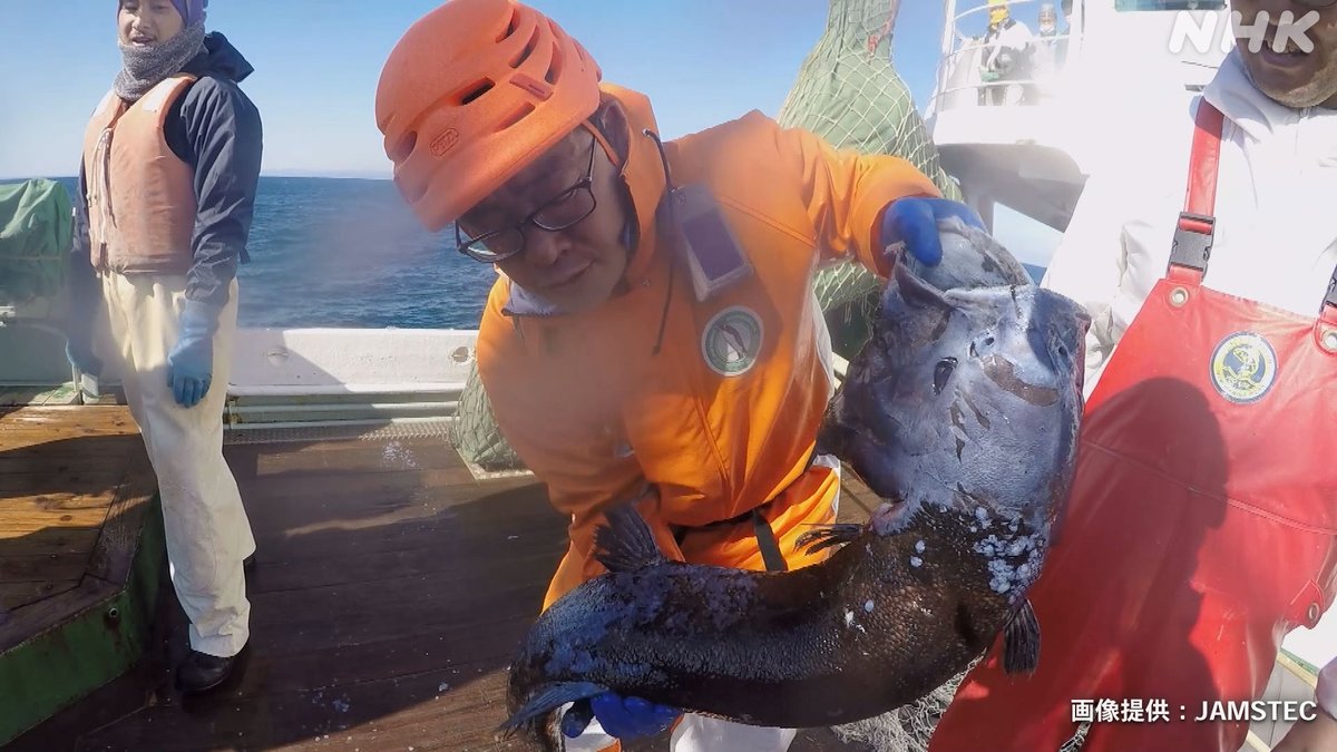 nhk_sciencezero's tweet image. 📺再放送は あす 午前11時〜[Eテレ]
#サイエンスZERO
◤“深海生物”ミステリー！未知の生態系に迫る◢

🐟生態系のトップに君臨する深海魚!?
🐚太陽光の代わりにメタンを使う貝？
🪸深海で光るサンゴ？
深海の生態系に迫ります

／
見逃し配信は
16(日) 夜11:59 まで
＼
web.nhk/tv/an/zero/pl/…