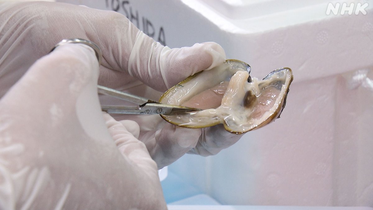 nhk_sciencezero's tweet image. 📺再放送は あす 午前11時〜[Eテレ]
#サイエンスZERO
◤“深海生物”ミステリー！未知の生態系に迫る◢

🐟生態系のトップに君臨する深海魚!?
🐚太陽光の代わりにメタンを使う貝？
🪸深海で光るサンゴ？
深海の生態系に迫ります

／
見逃し配信は
16(日) 夜11:59 まで
＼
web.nhk/tv/an/zero/pl/…