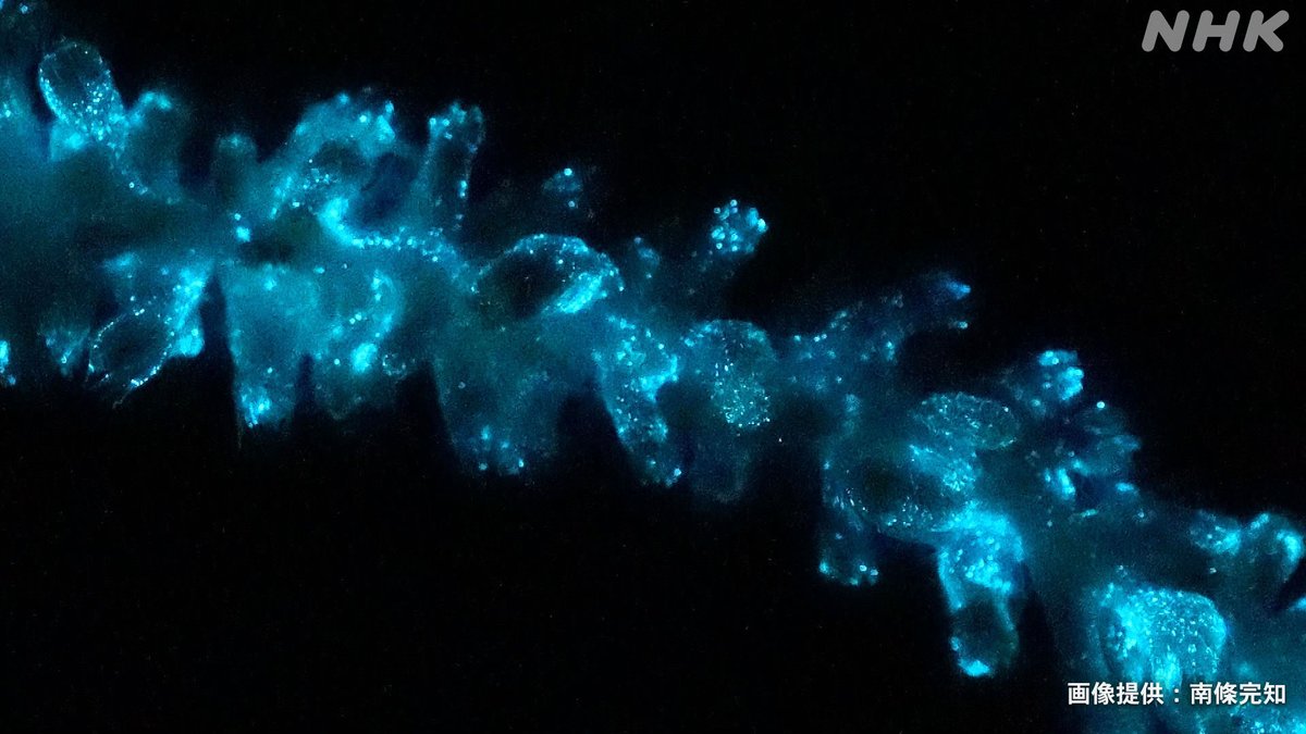 nhk_sciencezero's tweet image. 📺再放送は あす 午前11時〜[Eテレ]
#サイエンスZERO
◤“深海生物”ミステリー！未知の生態系に迫る◢

🐟生態系のトップに君臨する深海魚!?
🐚太陽光の代わりにメタンを使う貝？
🪸深海で光るサンゴ？
深海の生態系に迫ります

／
見逃し配信は
16(日) 夜11:59 まで
＼
web.nhk/tv/an/zero/pl/…