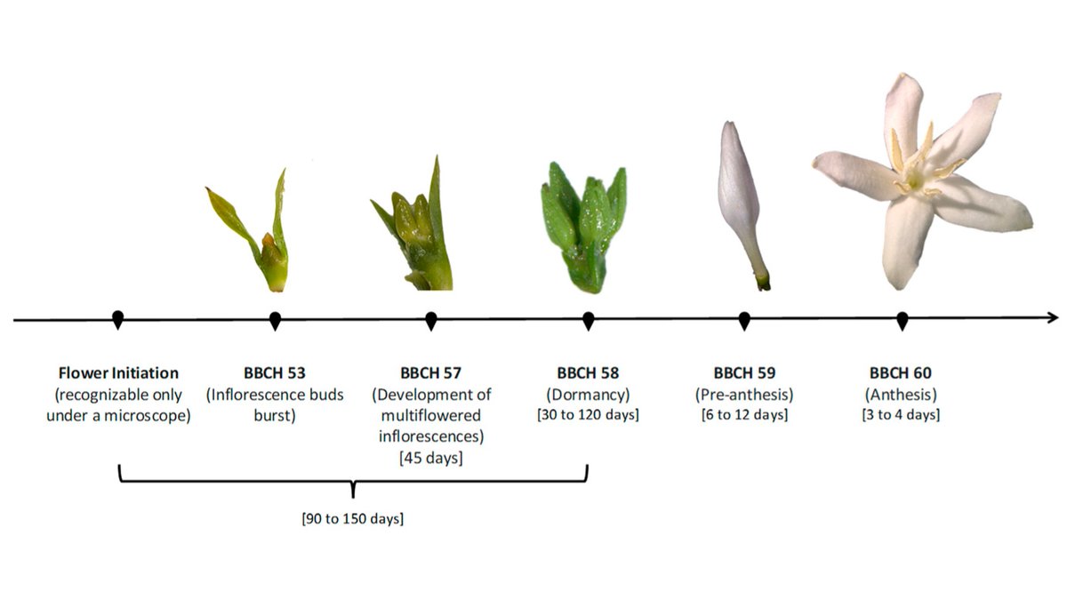 Plants_MDPI's tweet image. 🌸☕ A new review breaks down the full #phenology of Coffea arabica — detailing #flowering, #fruitdevelopment, and the factors shaping productivity and quality. A valuable guide for improving agronomy and sustainability.

Read more 👉 brnw.ch/21wXues

#cropdevelopment