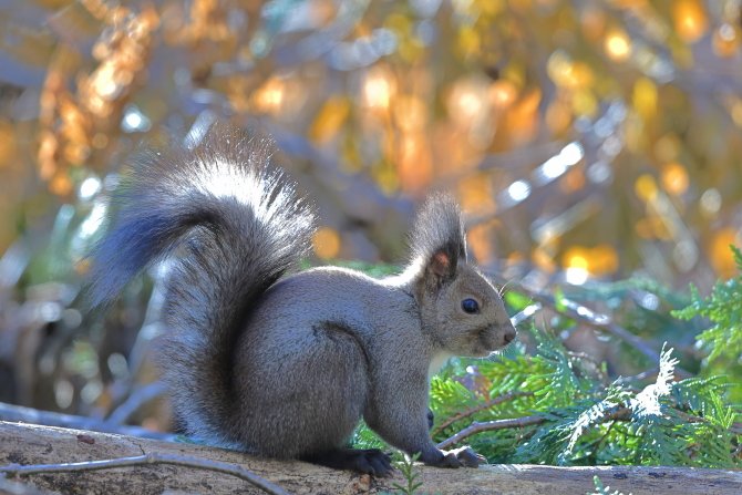 晩秋の森の中で③🐿️ #エゾリス