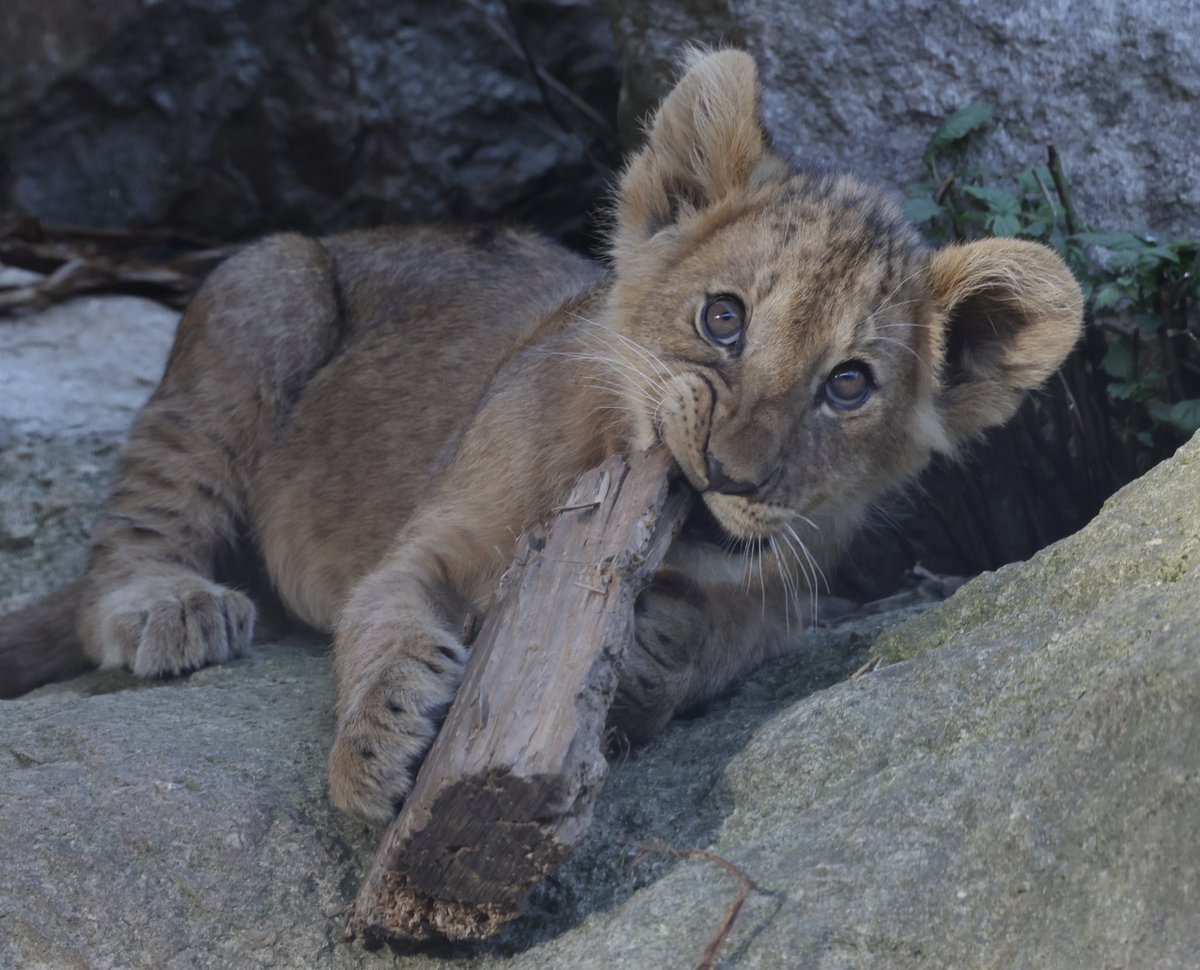 11月14日 #豊橋市総合動植物公園 #のんほいパーク豊橋 #ライオンの赤ちゃん