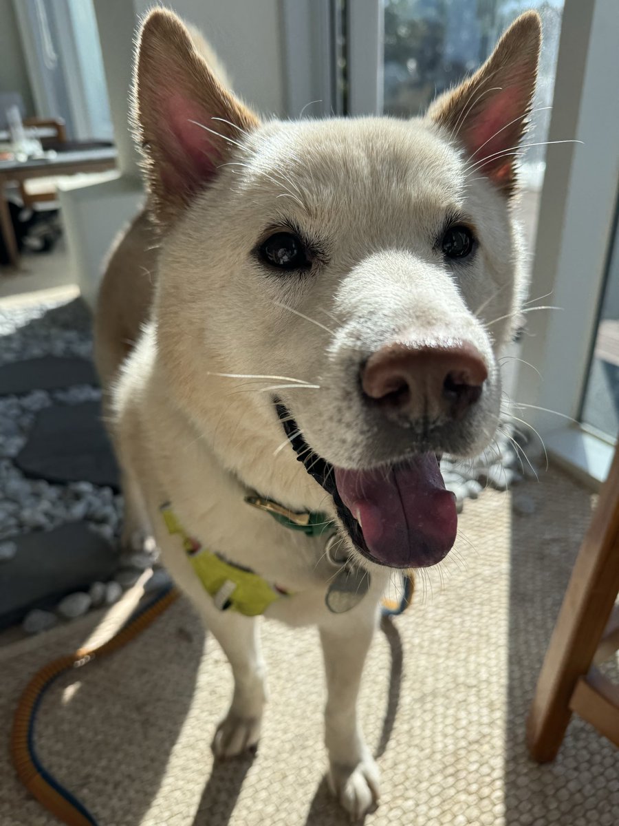 _deadbug_'s tweet image. 목장 가니 멈머가 너무 행복해 함
이런 맛에 여행하지 싶으면서도 제주공항엔 펫파크 없어서 멈머랑 제주도가신다고 하면 님네 개가 8키로 미만이라면 추천드리지여 싶닷
마이 멈머 내겐 포켓멈인데 뱅기타고 펫팸투어 한국은 아직 멀은 것 같음🫠