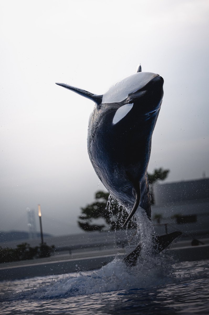 シャチのジャンプはかっこいい‼️