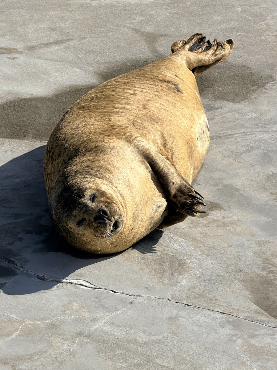 らっだぁのさぶ (@rader2525) / Posts / X