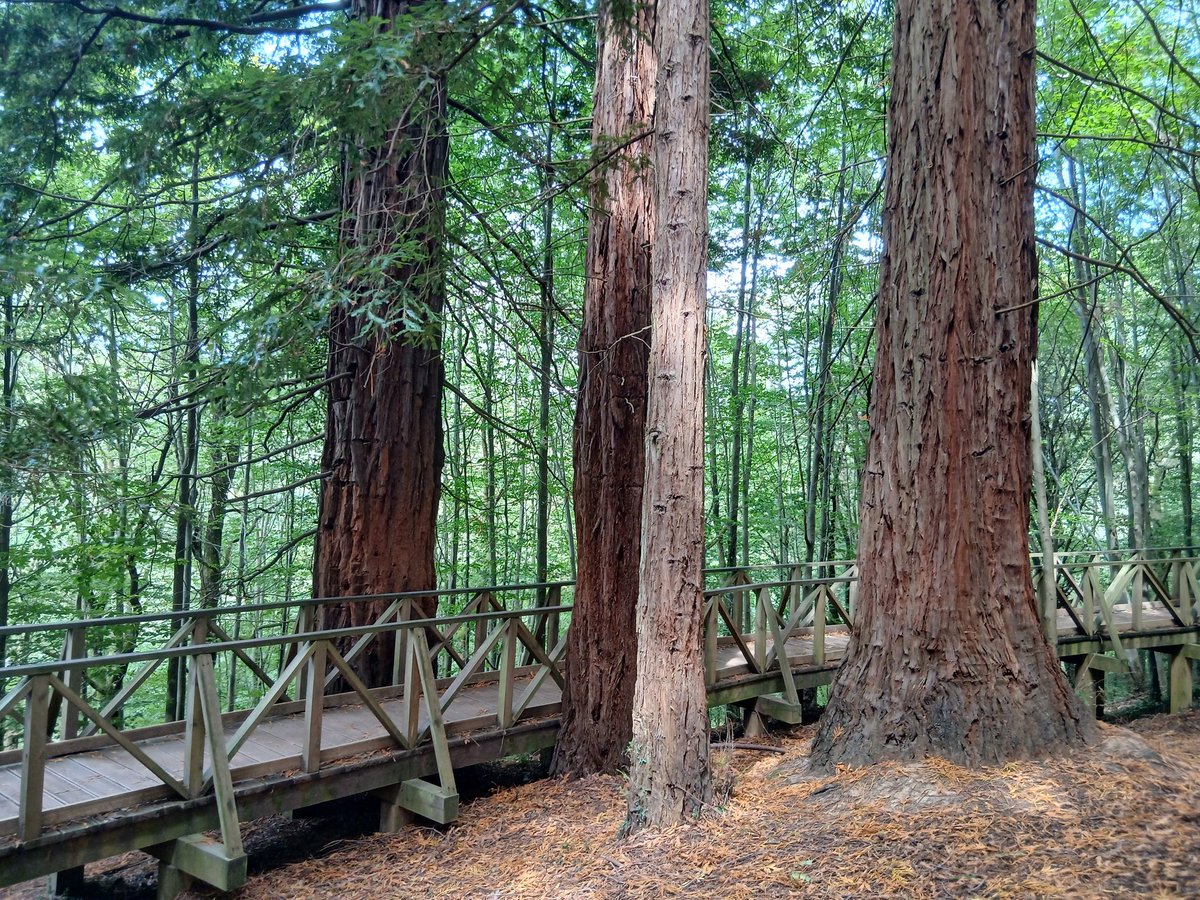 eforestal's tweet image. Hay mucho material que hemos colgado en REMP.es
Por ello os haré alguna recomendación periódica sobre alguna actividad de interés.
Hoy en #recomendaciónREMP: 
Monumento Natural de las Sequoia del Monte Cabezón, Cantabria.
🌲remp.es/buenas-practic…
