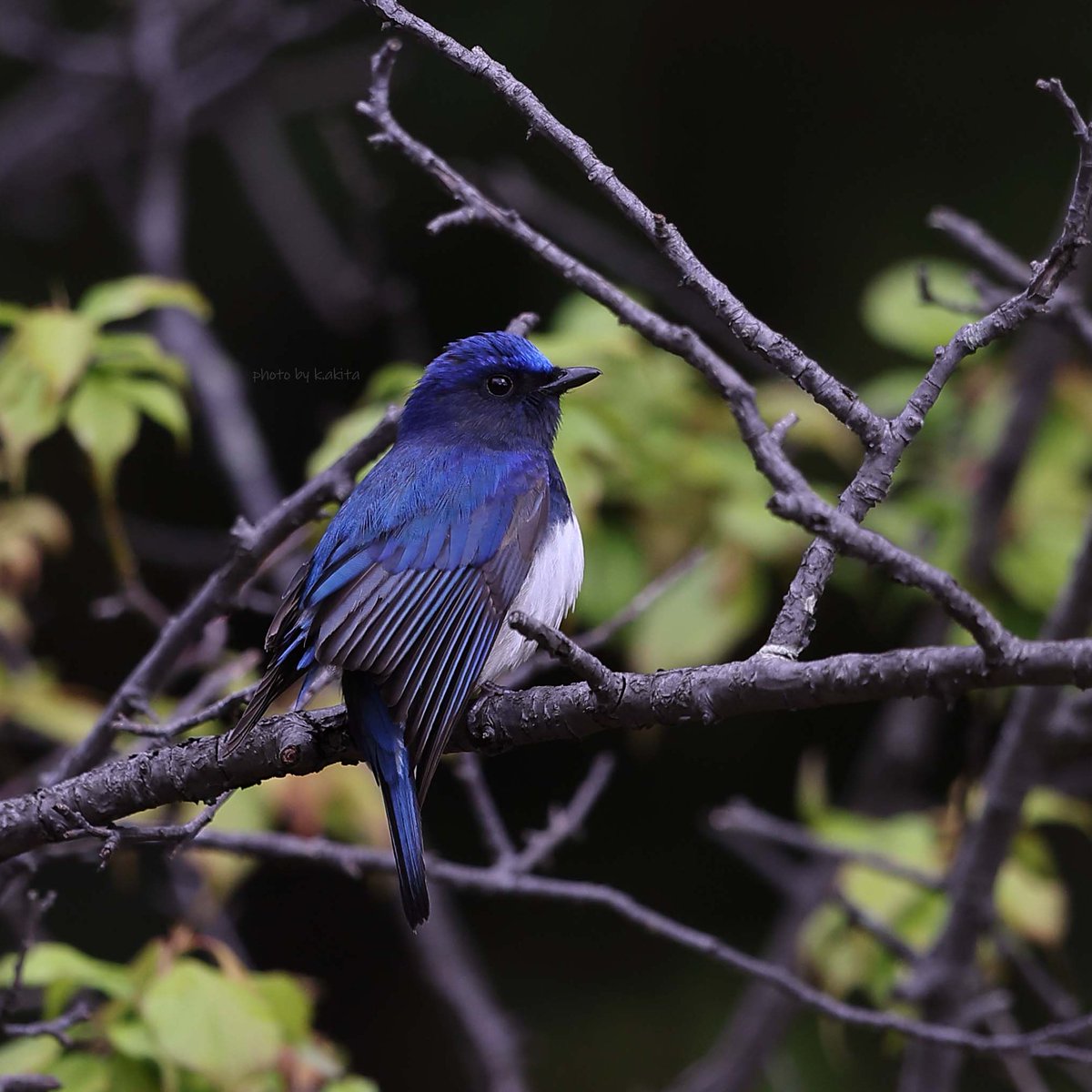 【希望の輝き】翼 ,羽根,鳥 羽,樹木,青空,星,bird,おしゃれ,星空,樹木 原画 『希望の輝き』 翼 羽根 鳥 羽 樹木 青空 星 bird おしゃれ