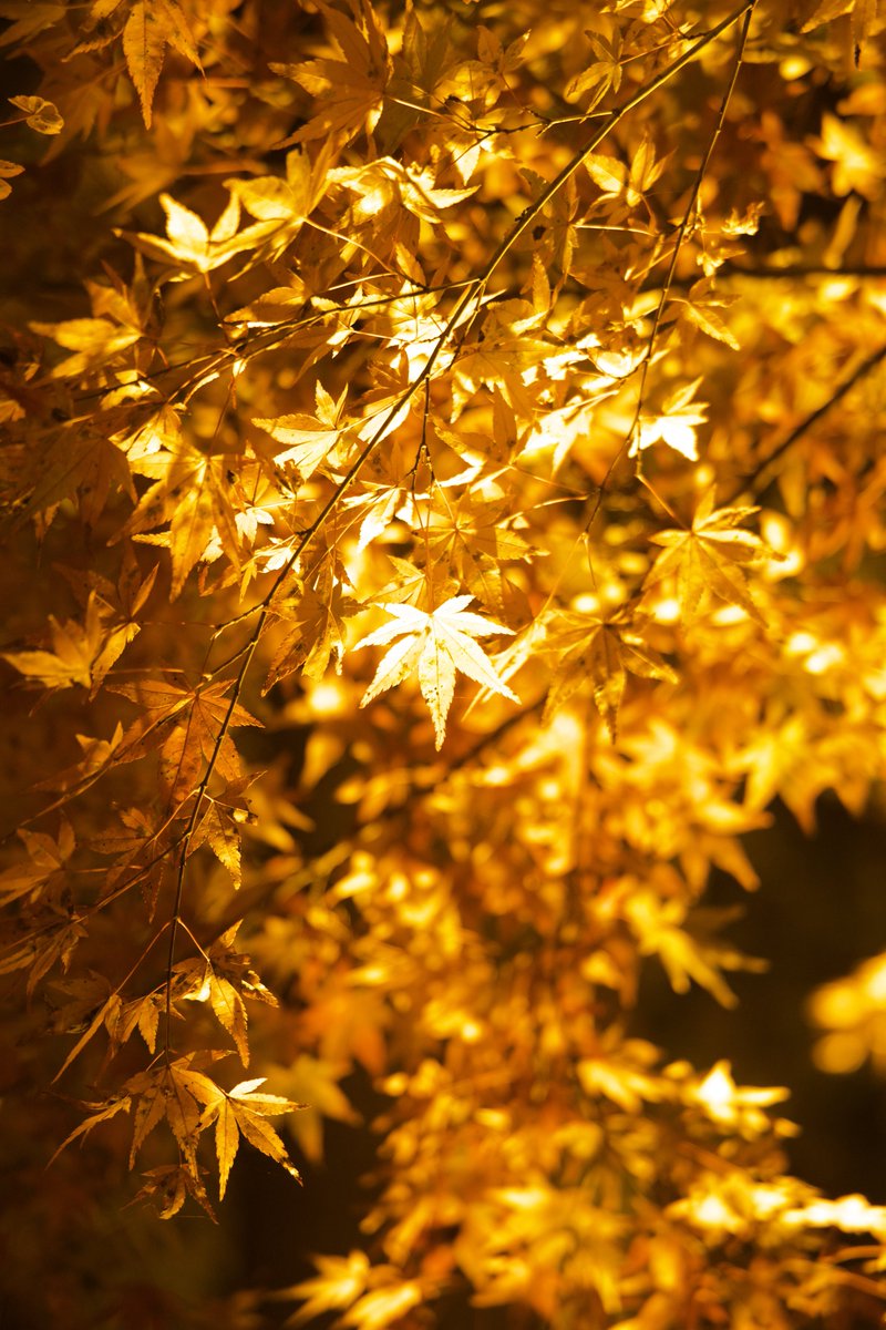 S38Qq9's tweet image. 金色の輝き…もう光だよ。
#写真
#EOSR6MarkII