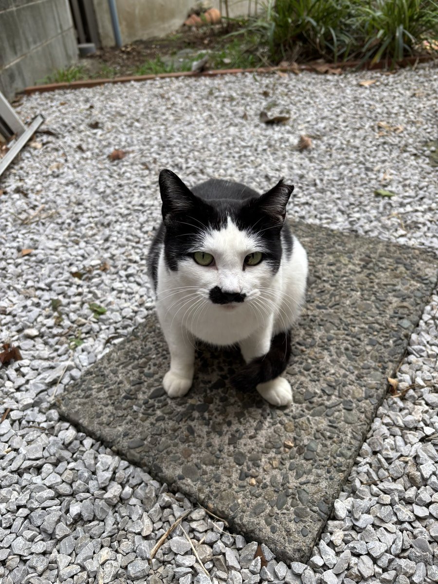 我が家に毎日遊びに来る 外猫のヒゲちゃんです。 手足の関節の近くに