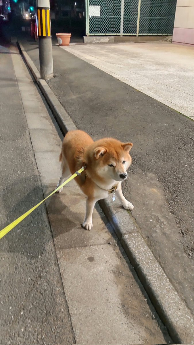 チョビ tweet media