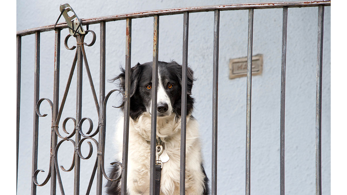 🐾 Ενημέρωση σχετικά με περιστατικό φροντίδας σκύλου σε μπαλκόνι

Σε σχέση με πρόσφατο δημοσίευμα που αναφερόταν σε σκύλο ο οποίος φέρεται να βρίσκεται μόνιμα σε μπαλκόνι εντός των ορίων του Δήμου Στροβόλου, οι αρμόδιες Υπηρεσίες του Δήμου προχώρησαν άμεσα στη διερεύνηση του
