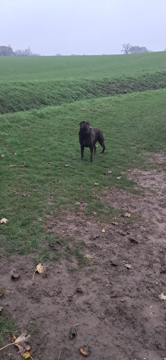 Ted_Choc_Lab's tweet image. Whatever the weather furballs