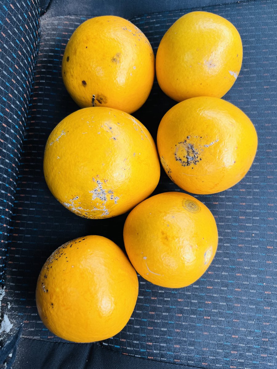 FKolobe_Malepe's tweet image. The first person who will tell me what is this will win R200