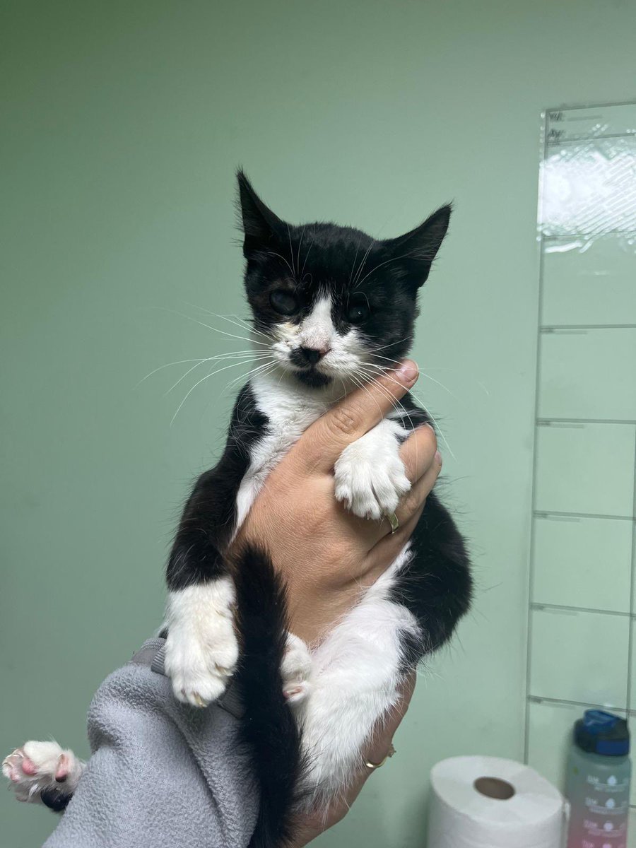 Görme kaybı olan bu kediye ömürlük yuvasını arıyoruz❗️bu şekilde sokakta hayatta kalması mümkün değil onu koşulsuz bu haliyle sevecek sahibini arıyoruz
Yaklaşık bir aydır klinikte şuan 2.5 aylık civarı bir dişi, parazit ilacı yapılıp öyle sahiplendirilecektir
📞 0545 831 43 85