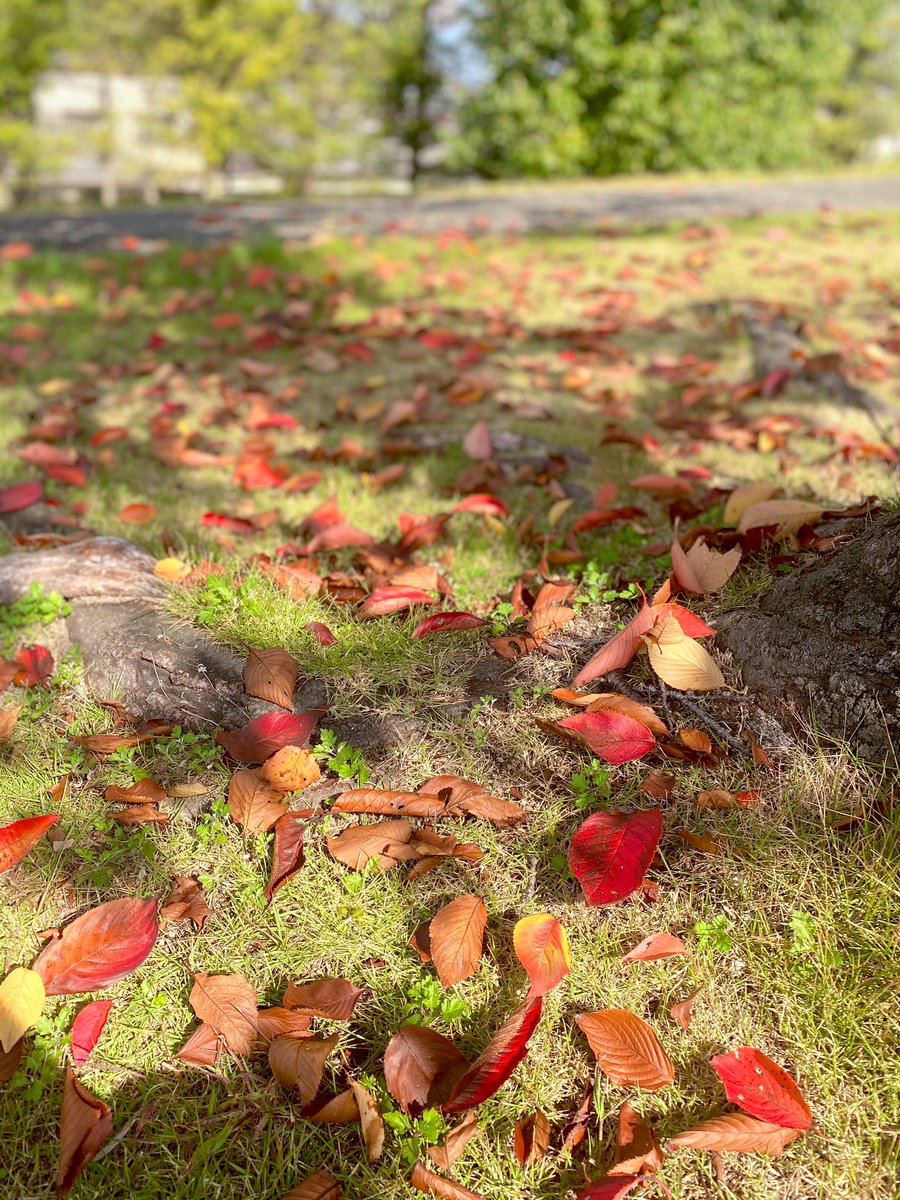 栞を忘れてもいいね🍂