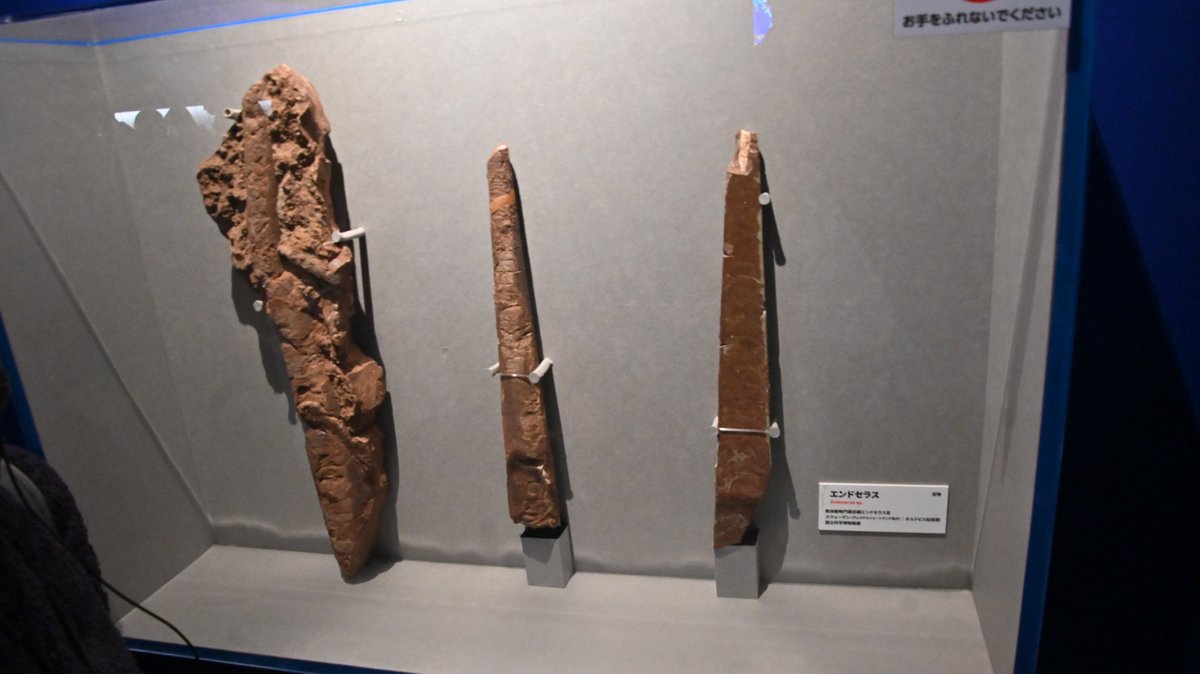 金曜日だから化石貼る #FossilFriday 大絶滅展より エンドセラス