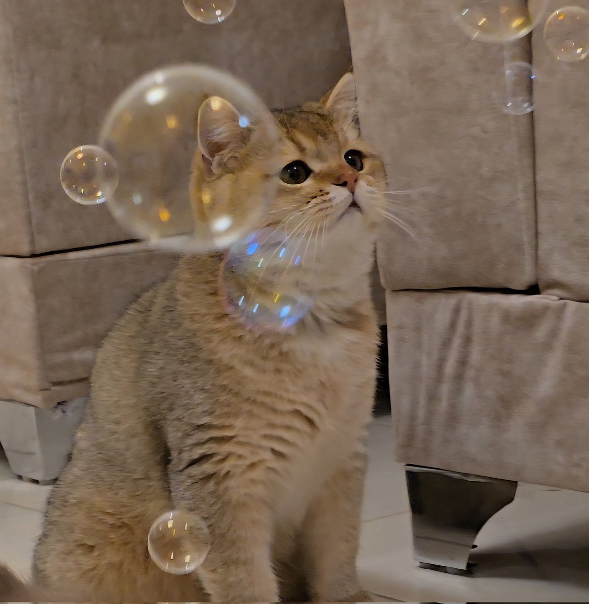 AmineBatool's tweet image. He popped the bubble with his nose 🥹🫧