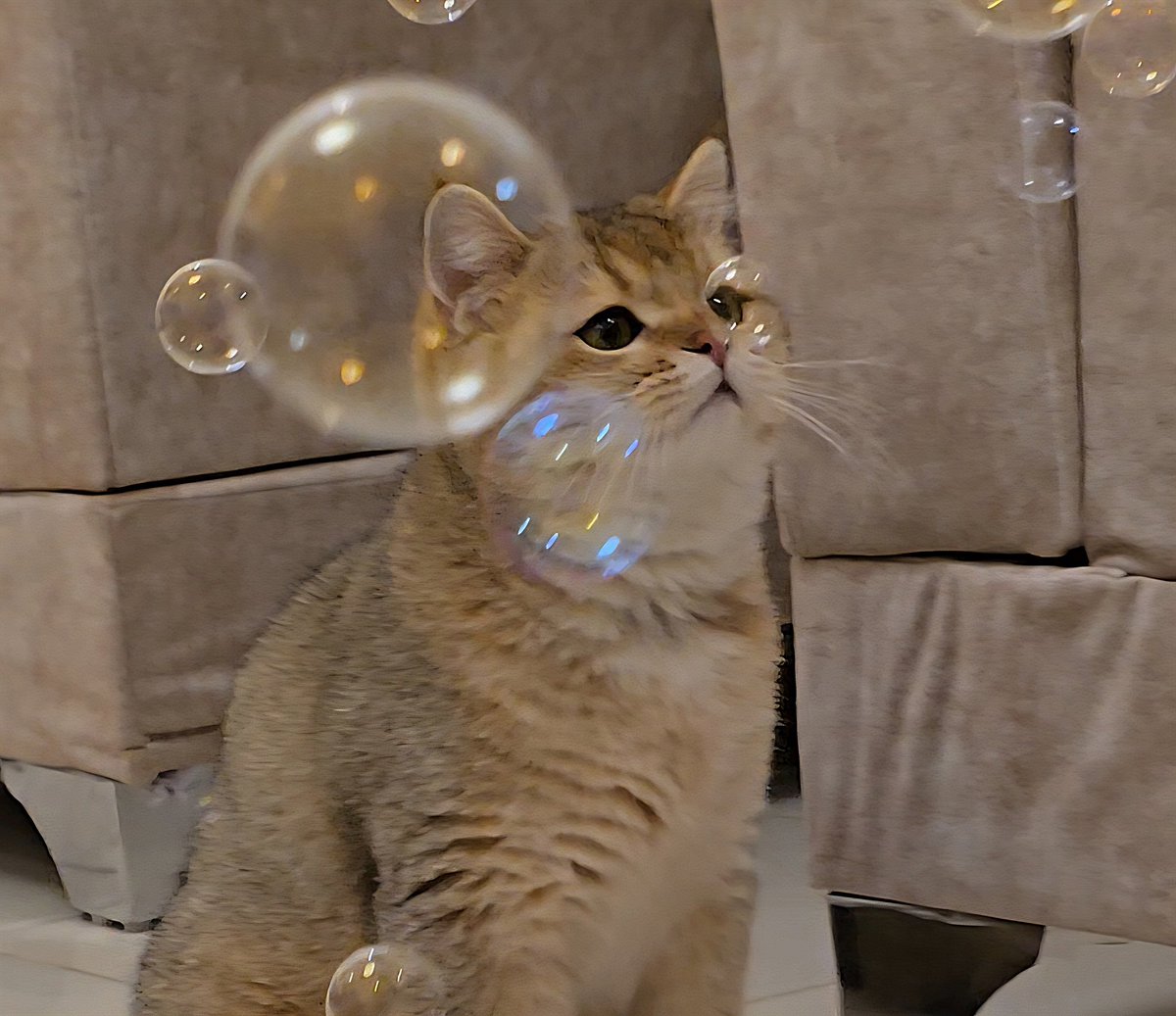 AmineBatool's tweet image. He popped the bubble with his nose 🥹🫧