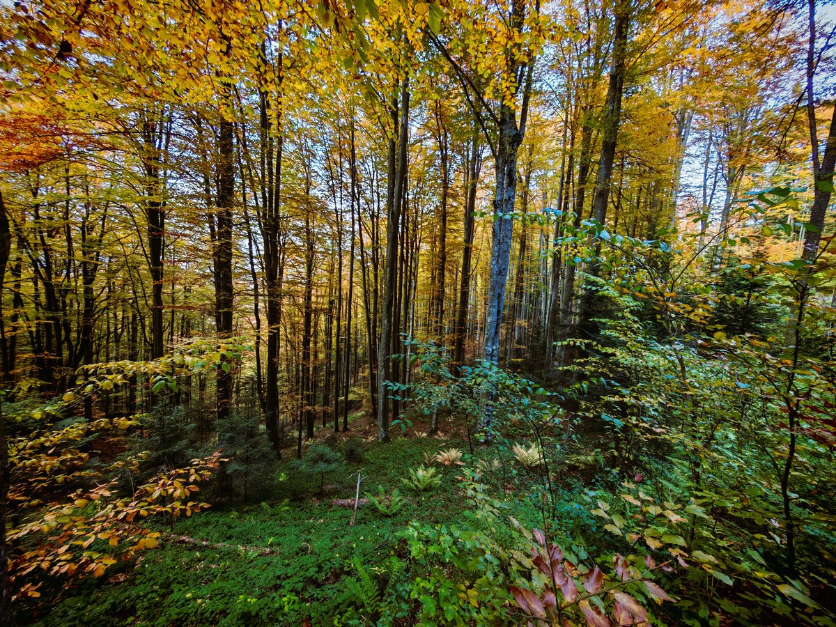 📸 Toamnă în pădurile Ocolului Silvic Coșava -Direcția Silvică Timiș. 🌳 DS Timiș administrează 77.515 ha de fond forestier (11% din județ) și încă 8.996 ha pe bază de contracte. Păduri protejate. Natură autentică. Silvicultură responsabilă. 🇹🇩
#Romsilva #Timiș #Coșava #forests