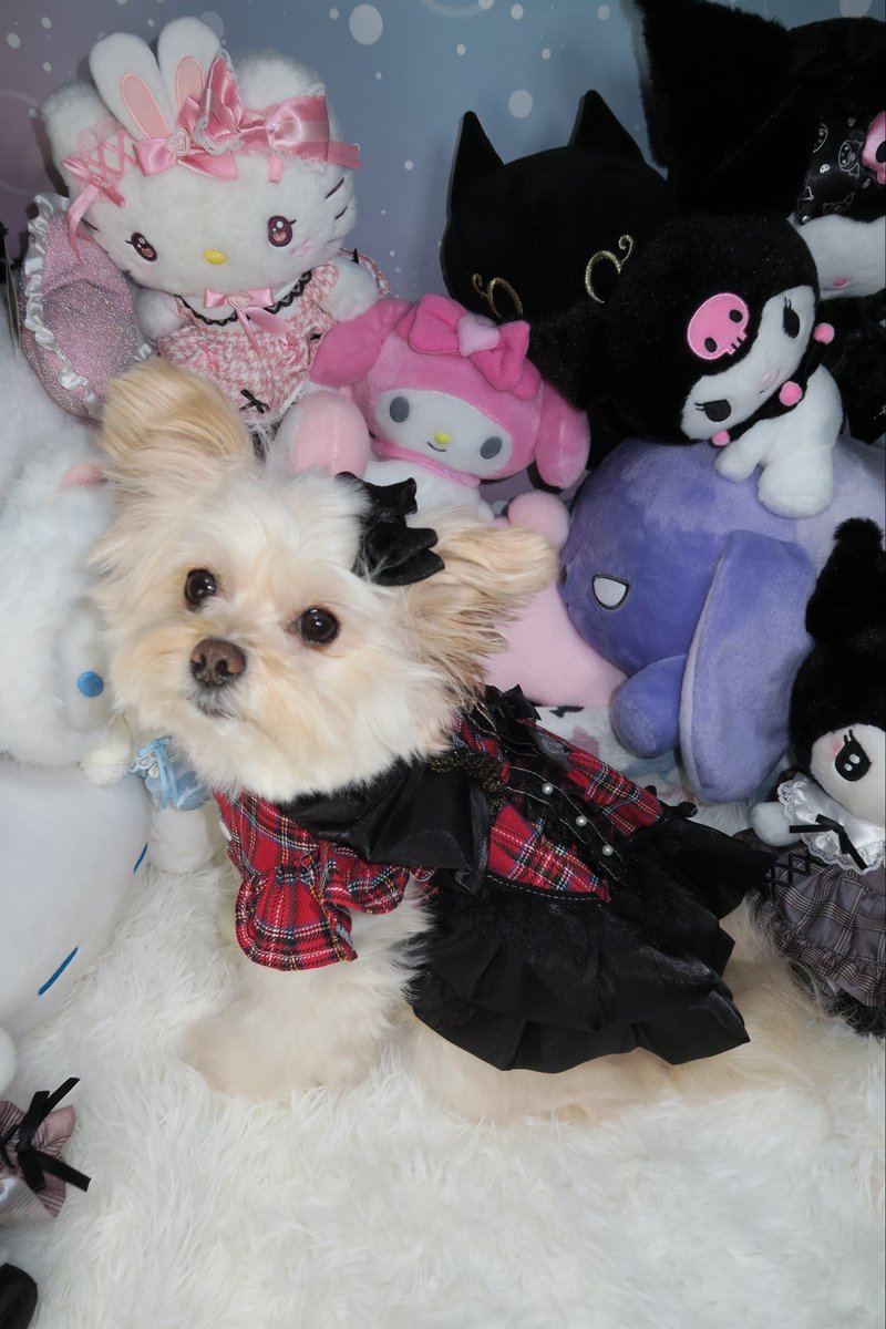 ポメプーのメイちゃん (@may0912may) / Posts / X