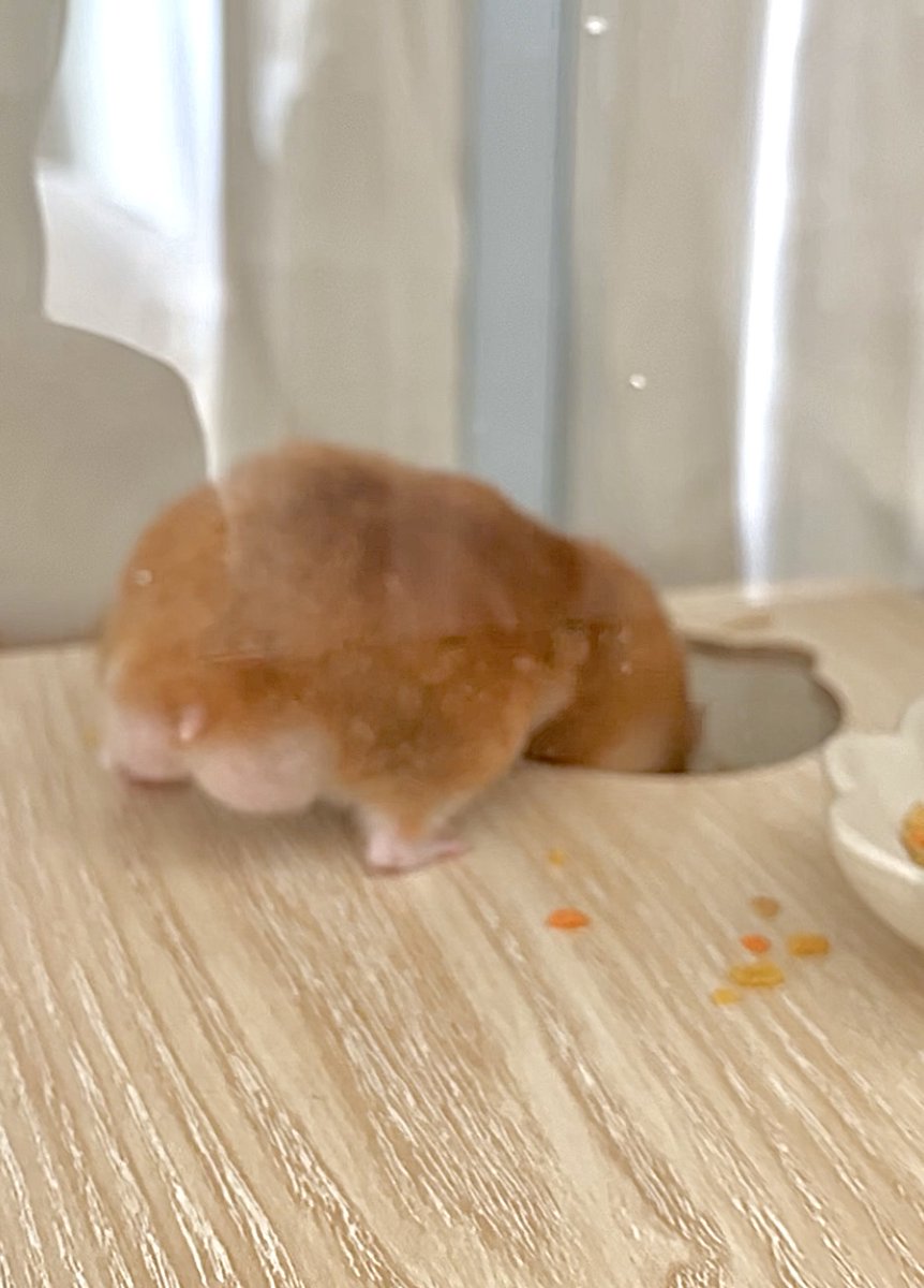 みんな、たまには性別不明で売られていた頃のﾏｷﾁｪ🐹のおしり見ていいよ