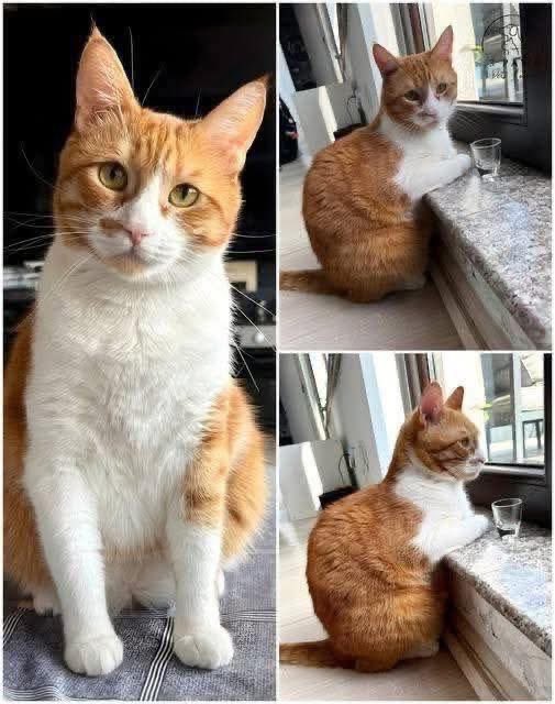 MrPitbull07's tweet image. We got him twelve years ago, when I was 18 and in a very dark place. I can’t explain how much he made me want to go on. He was big—people always commented on his size—but he was the gentlest giant you could imagine. Soft, cuddly, and deeply attuned to emotion. He was the only cat…