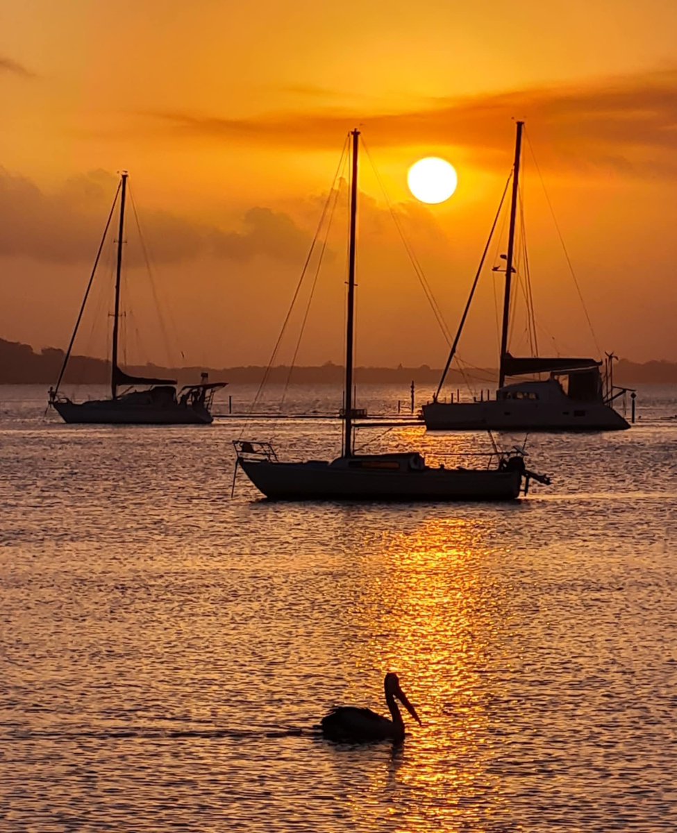 Violi Calvert tweet media