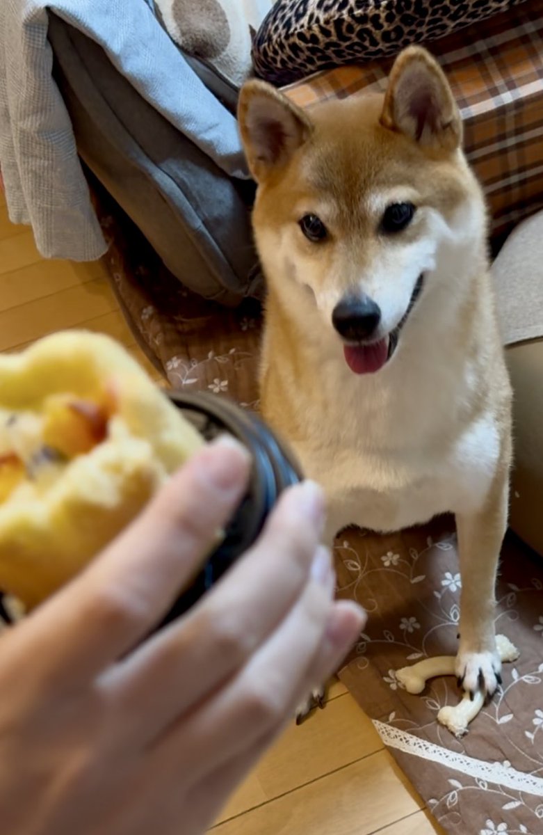 今日は、ハチくん5歳のお誕生日でした🎂
ケーキ待ちきれない😊

人間で40歳のオッサンになりました
長生きしようねー🥰