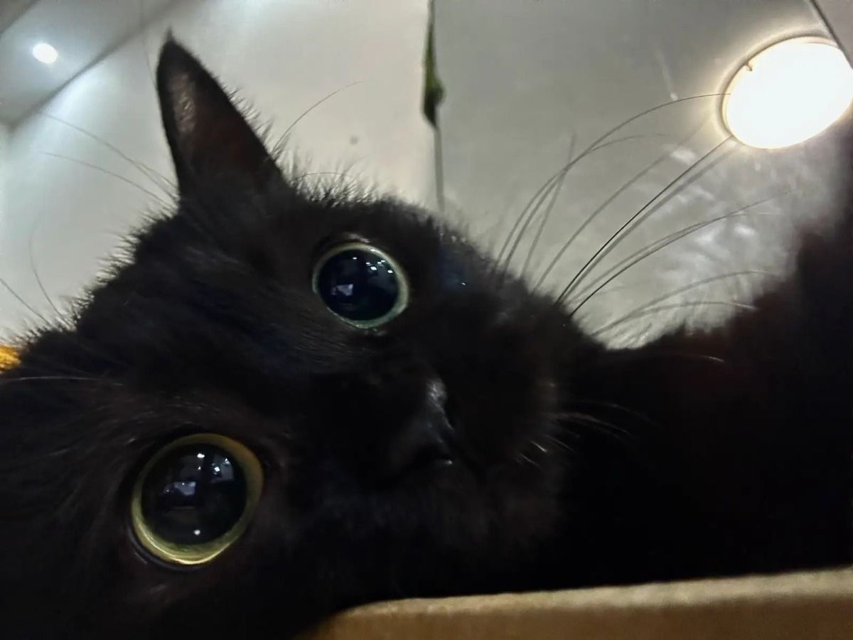 visualscat's tweet image. 