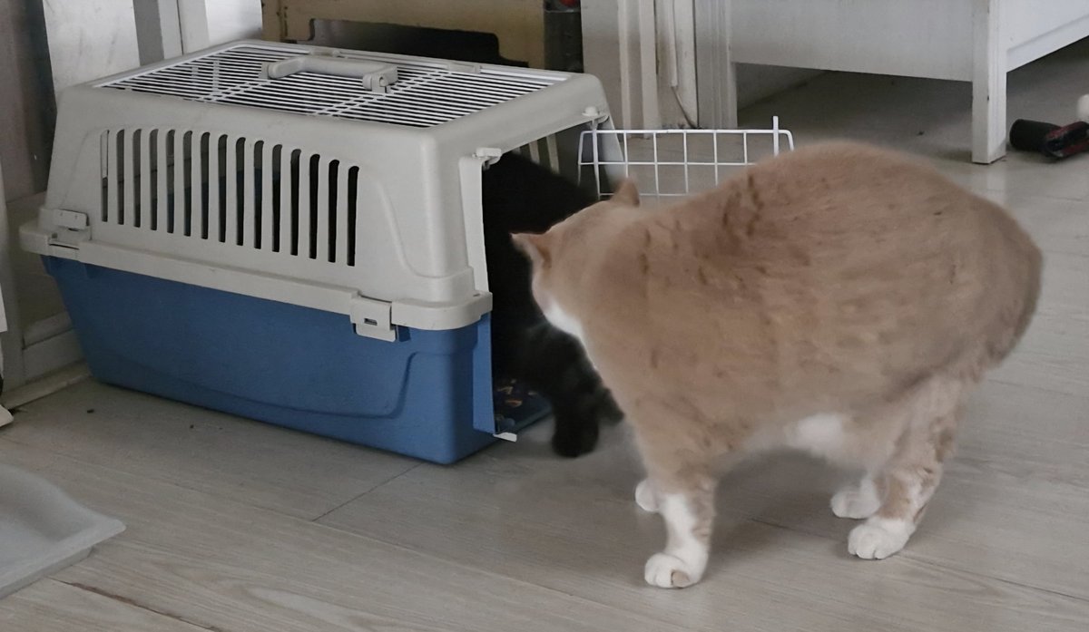 Oliver 🌈 🐈 Fientje 🐈‍⬛ Tim 🌈🐈‍⬛ tweet media