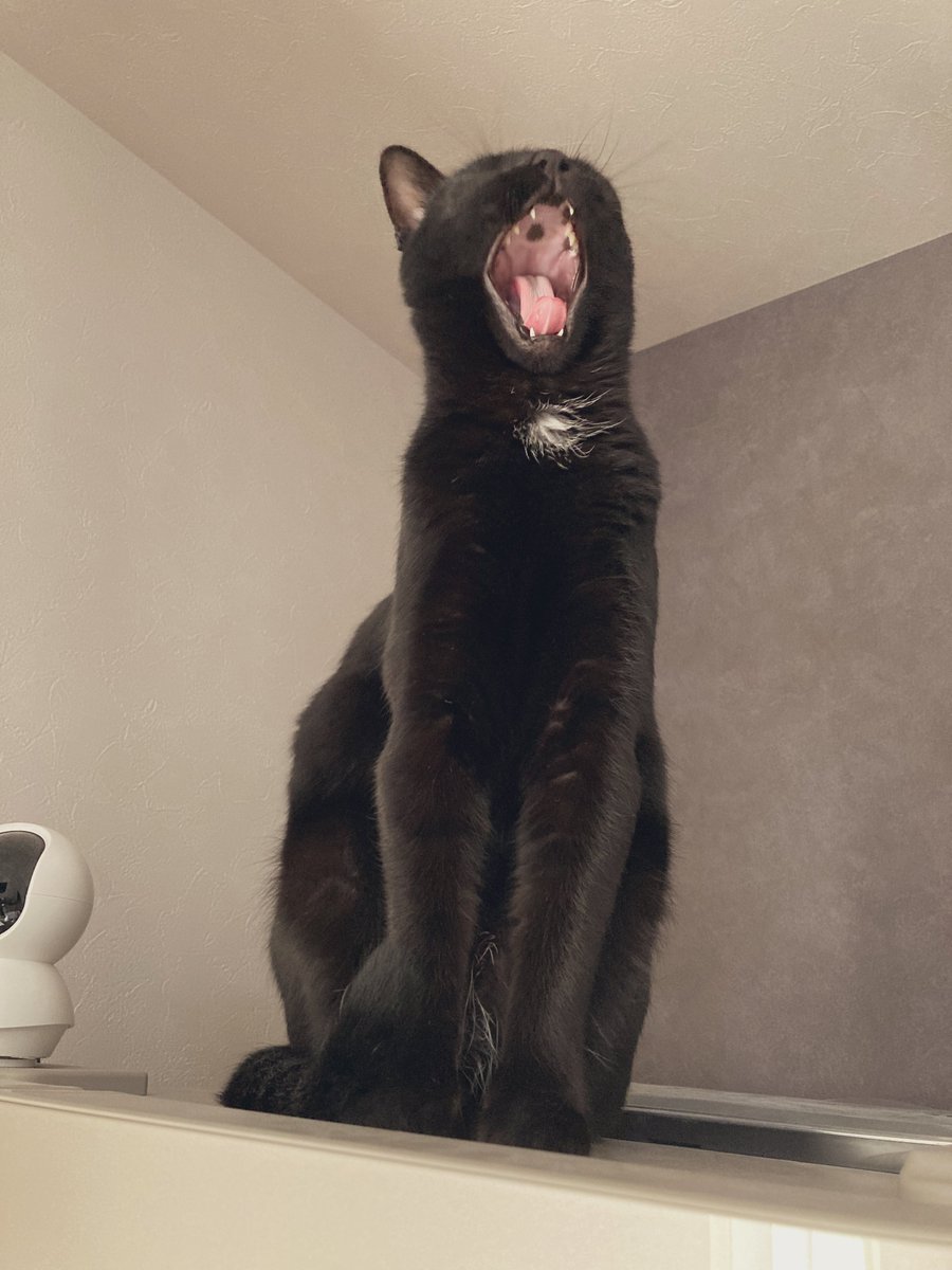 ふにゃっ、ふにゃっ… ふにゃあぁぁぁあぁぁぁ