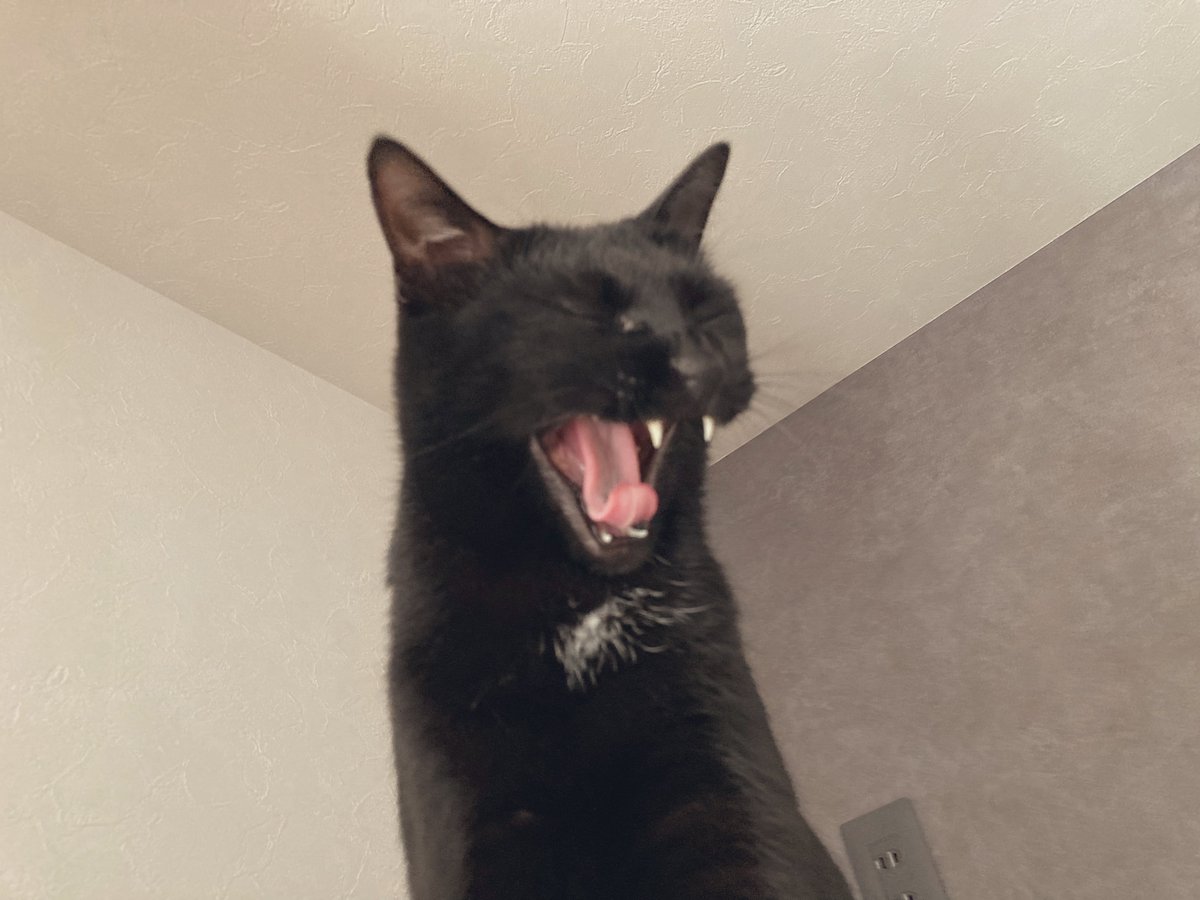 くろねこのじじ (@kuronekojiji720) / Posts / X