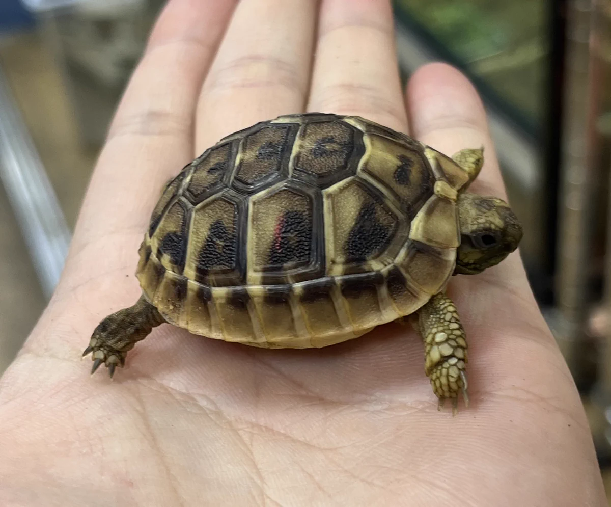 ダルマ ティア ヘルマン リクガメ