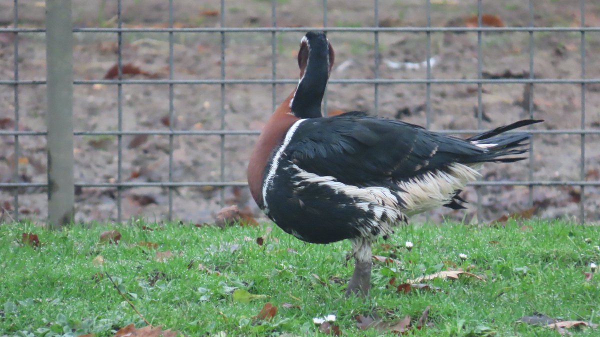 MvStuijvenberg1's tweet photo. #2025VogelJaar #122
Ik fietste vanmorgen, toen het nog droog was, een rondje #StadsSafari
In de hoop de groene specht, monniksparkiet of ijsvogel te mogen zien + fotograferen
Helaas alleen de GS gezien, geen foto
Maar wel de #RoodHalsGans da's toch ook mooi
Helaas 📷accu leeg 🙃 https://t.co/suDg8mILbY
