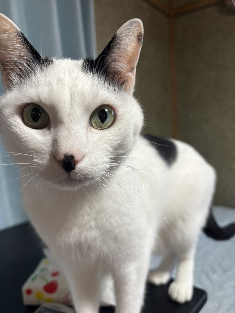 この数日で加齢したり松島行ったりﾇｺあったりしてました