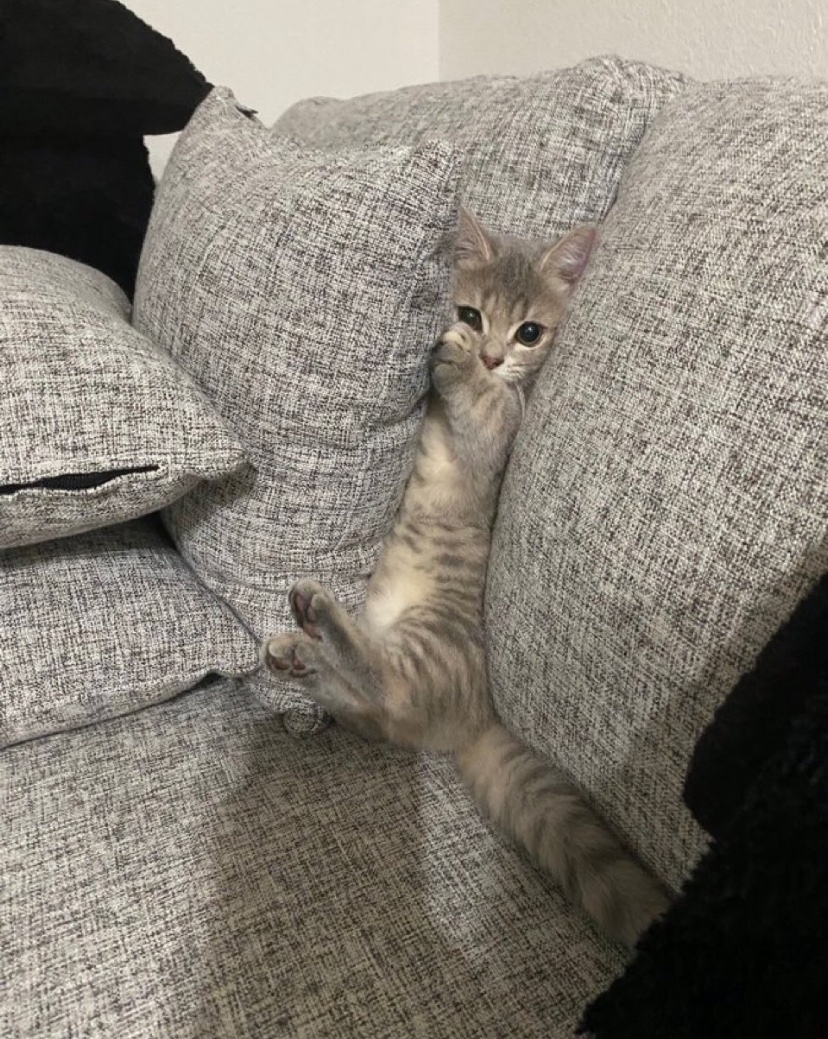 catshealdeprsn's tweet image. 