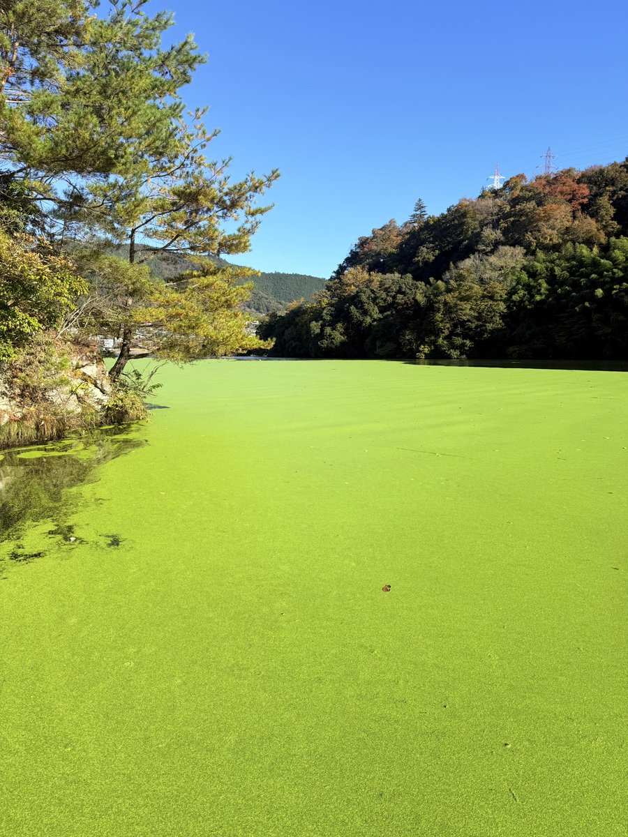 murasaki tweet media