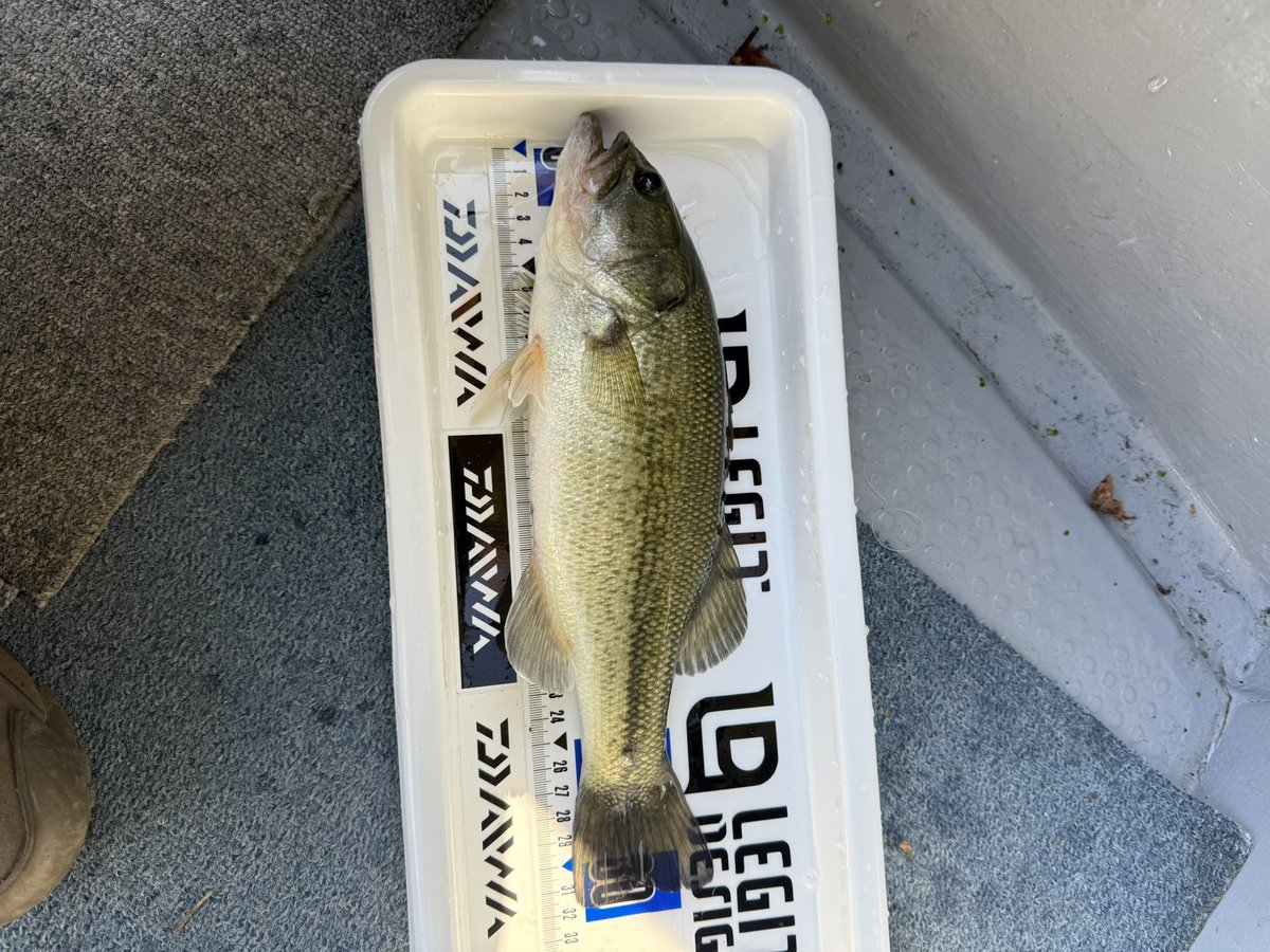 murasaki tweet media