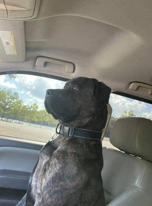 BestinDogs's tweet image. Well Ruger saved me a hospital trip maybe even my life. He has never bitten me beside playing but today while walking the lake as we always do he became pretty aggressive nipping at me then wrapped my leg and his dew claws really dig in I turned to scold him and he ran around me…