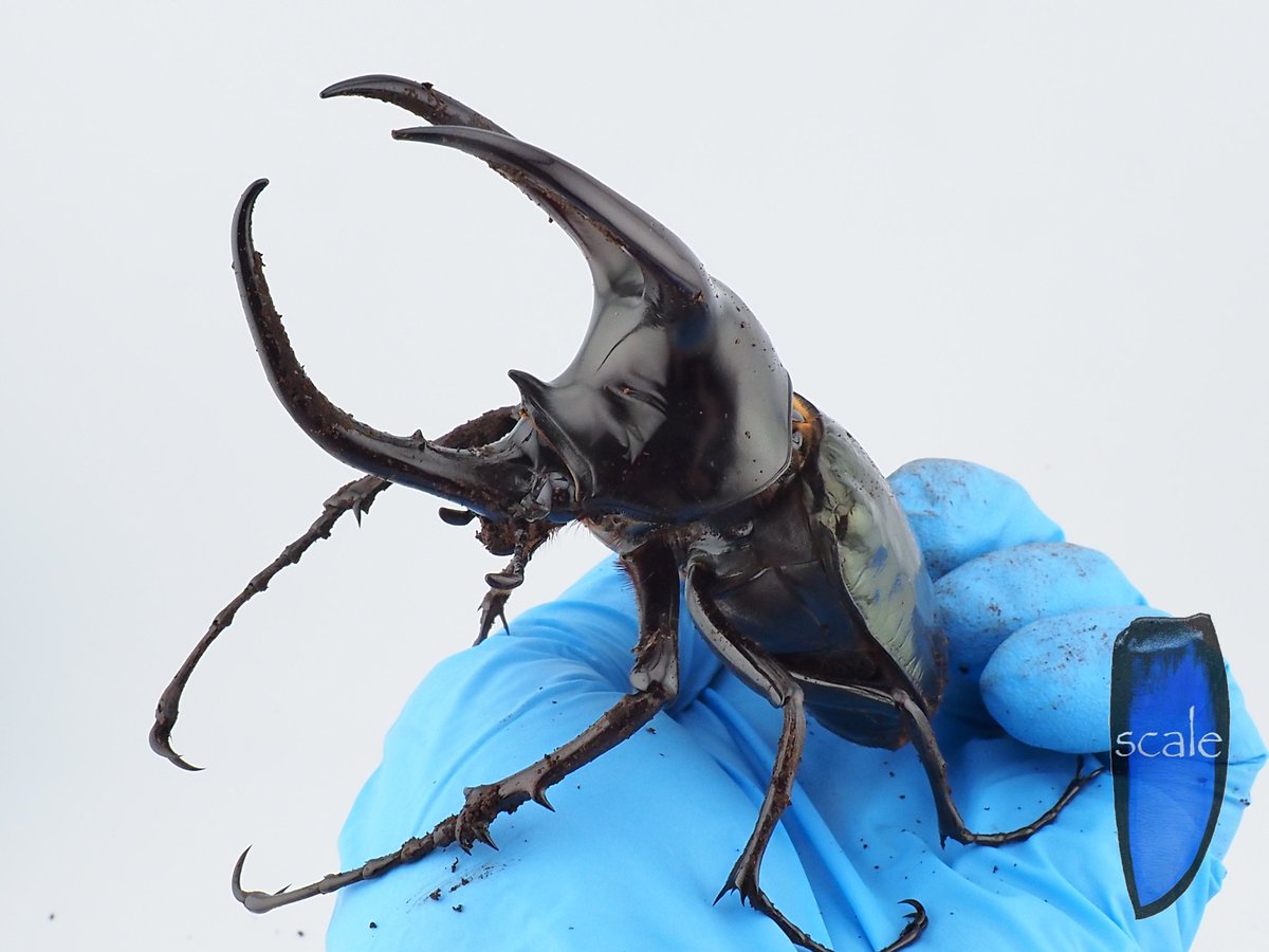 かぶぶくわわ (@mushi_lowkun) / Posts / X