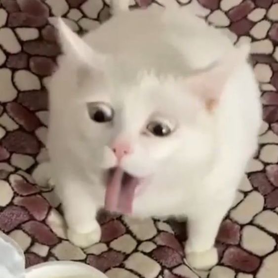 Modadi7's tweet image. من مینویسم شجاع خلیل زاده شما بخونید مادر قهوه